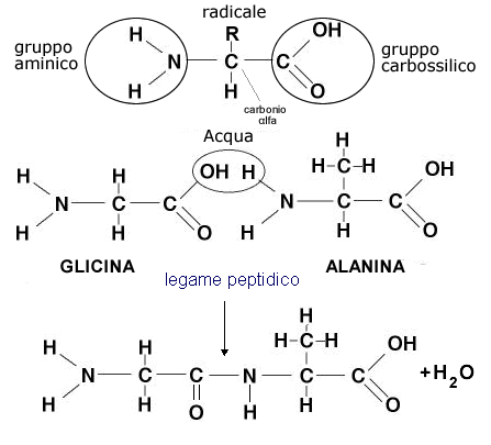 legamepeptidico