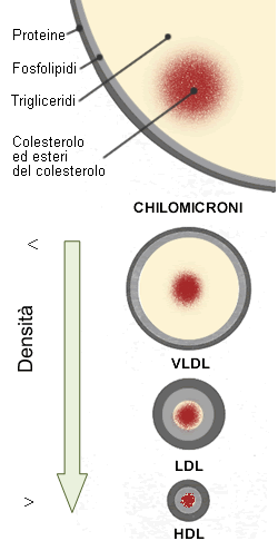 lipoproteine