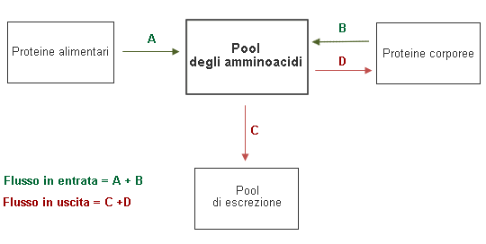 proteine-alimentazione